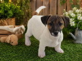 3 chiots Jack Russell  non LOF nés en février 2026 à vendre