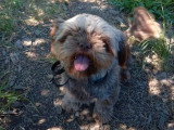 Chiot Shih Tzu chocolat de juin 2025 à vendre femelle non inscrite au LOF