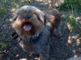 Chiot Shih Tzu chocolat de juin 2025 à vendre femelle non inscrite au LOF