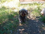 Chiot Shih Tzu chocolat de juin 2025 à vendre femelle non inscrite au LOF