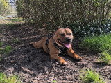Mâle Staffie LOF disponible pour saillie