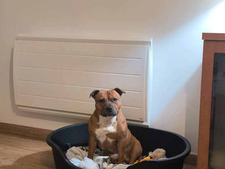 Mâle Staffie LOF disponible pour saillie