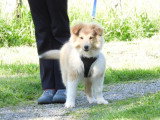 5 chiots Berger des Shetland LOF d'avril 2026 à réserver
