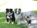 5 chiots Berger des Shetland LOF d'avril 2026 à réserver