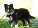 5 chiots Berger des Shetland LOF d'avril 2026 à réserver
