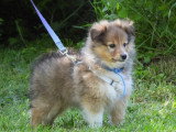 5 chiots Berger des Shetland LOF d'avril 2026 à réserver