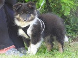 5 chiots Berger des Shetland LOF d'avril 2026 à réserver
