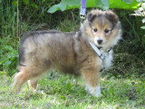 5 chiots Berger des Shetland LOF d'avril 2026 à réserver