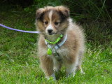 5 chiots Berger des Shetland LOF d'avril 2026 à réserver
