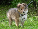 5 chiots Berger des Shetland LOF d'avril 2026 à réserver