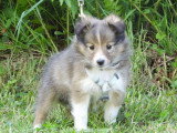 5 chiots Berger des Shetland LOF d'avril 2026 à réserver