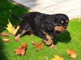 Chiot Cavalier King Charles mâle noir et feu de mars 2026 LOF à vendre