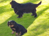Chiot Cavalier King Charles mâle noir et feu de mars 2026 LOF à vendre