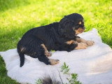 Chiot Cavalier King Charles mâle noir et feu de mars 2026 LOF à vendre
