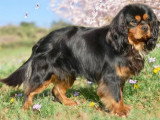 Chiot Cavalier King Charles mâle noir et feu de mars 2026 LOF à vendre