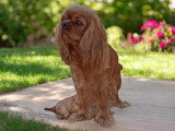 Chiot Cavalier King Charles mâle noir et feu de mars 2026 LOF à vendre