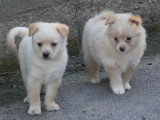 2 chiots Spitz Nain nés en avril 2026 non LOF à réserver