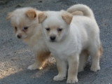 2 chiots Spitz Nain nés en avril 2026 non LOF à réserver