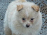 2 chiots Spitz Nain nés en avril 2026 non LOF à réserver