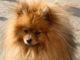2 chiots Spitz Nain nés en avril 2026 non LOF à réserver