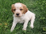 Chiot mâle Épagneul Breton à donner