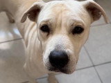 Chien Labrador blanc de 2 ans en quête d'un foyer