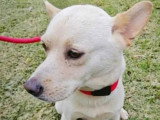 Chienne au pelage sable de 2 ans à adopter