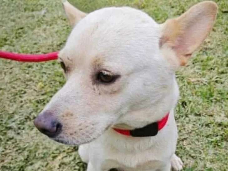 Chienne au pelage sable de 2 ans à adopter