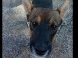 Chiot femelle de 9 mois au pelage fauve en attente d'adoption