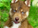 7 chiots Husky de Sibérie LOF nés en avril 2026 à réserver