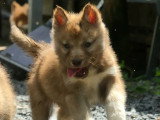 7 chiots Husky de Sibérie LOF nés en avril 2026 à réserver