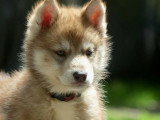 7 chiots Husky de Sibérie LOF nés en avril 2026 à réserver