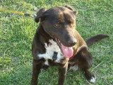 Chienne noire de 2 ans disponible à l'adoption