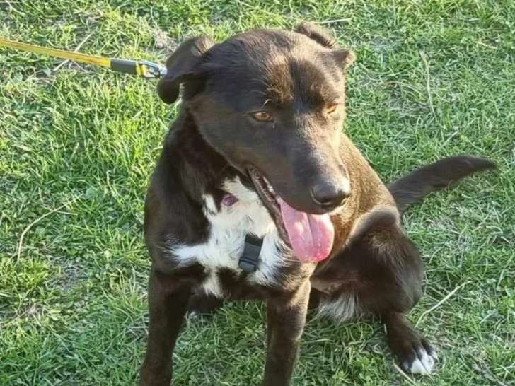 Chienne noire de 2 ans disponible à l'adoption