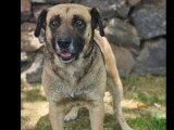 Chien au pelage fauve charbonné de 2 ans à la recherche d'une famille