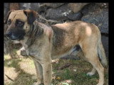 Chien au pelage fauve charbonné de 2 ans à la recherche d'une famille