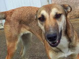 Chienne Royal Bourbon au pelage fauve charbonné de 3 ans à accueillir