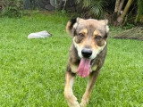 Chien au pelage marron de 6 ans disponible à l'adoption
