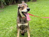 Chien au pelage marron de 6 ans disponible à l'adoption