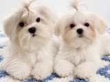 4 Bichons Maltais LOF de janvier 2026 à vendre