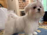 4 Bichons Maltais LOF de janvier 2026 à vendre