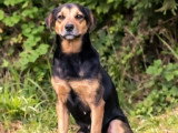 Chienne noir et feu de 2 ans en quête d'un foyer