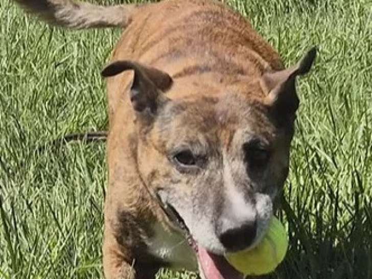 Chien de 9 ans en attente d'un foyer
