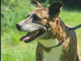 Chien de 9 ans en attente d'un foyer
