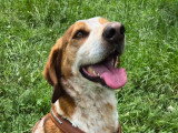 Salambo, Épagneul Breton à adopter en association