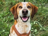 Salambo, Épagneul Breton à adopter en association