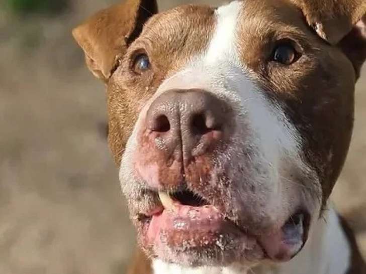 Chien Staffordshire Américain Terrier marron et blanc de 10 ans à adopter