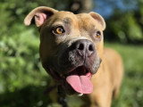 Bingo, American Bully décatégorisé à adopter en association