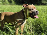 Bingo, American Bully décatégorisé à adopter en association