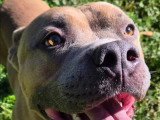 Bingo, American Bully décatégorisé à adopter en association